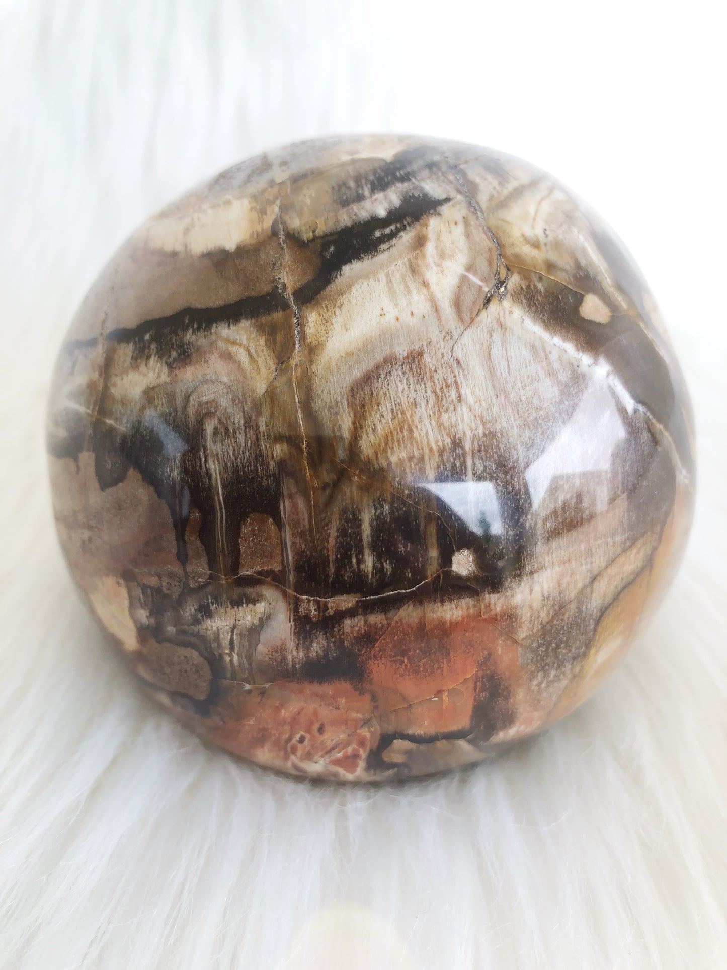 Large Petrified Wood Sphere