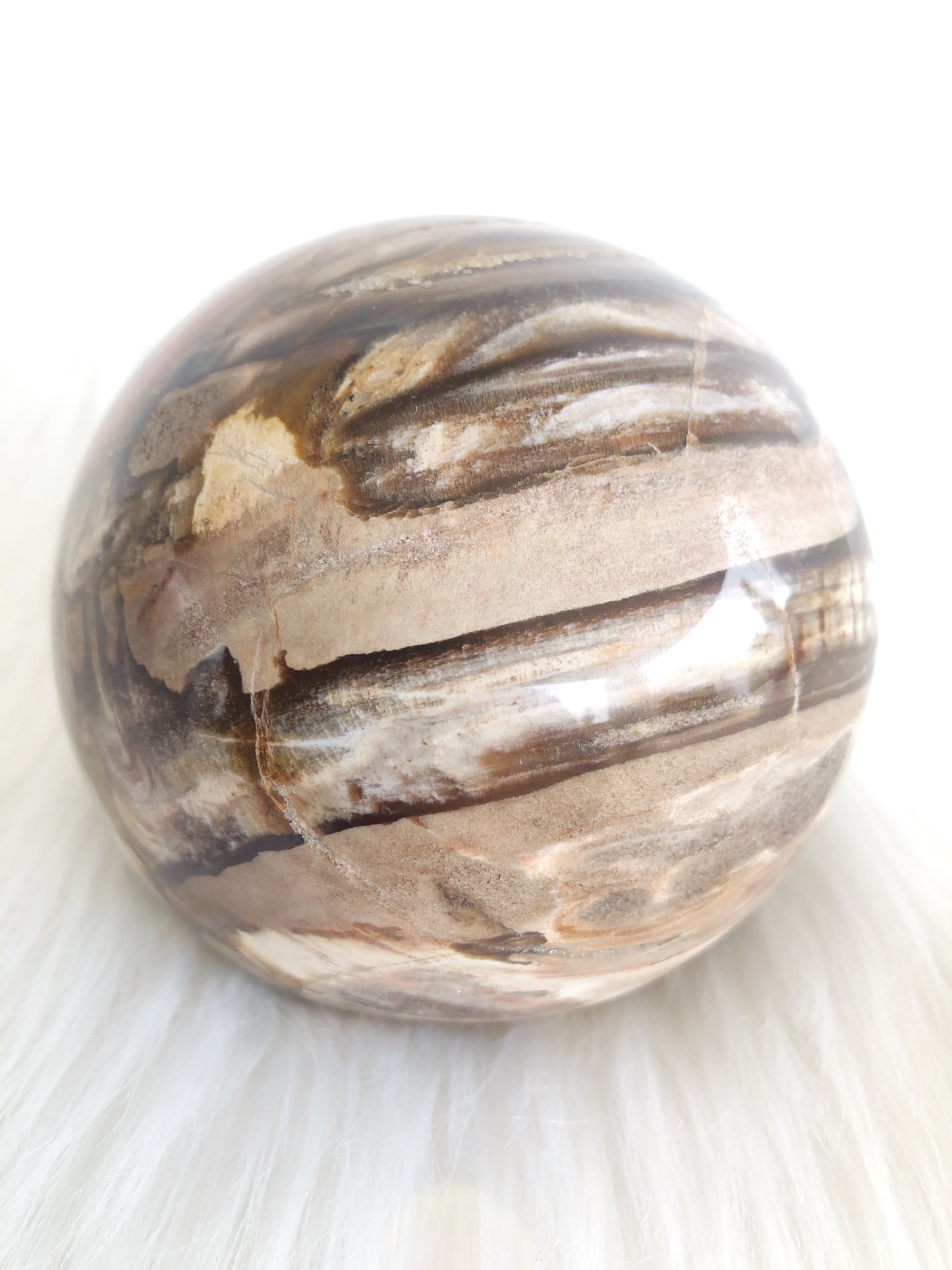 Large Petrified Wood Sphere